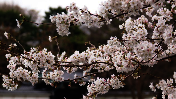 Kirschblüten in Japan