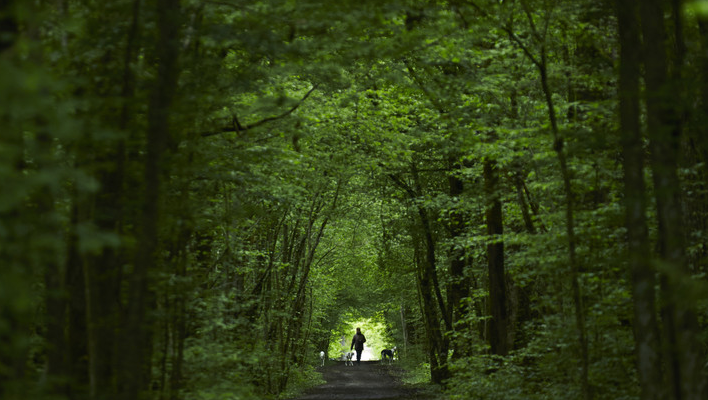 Waldstück