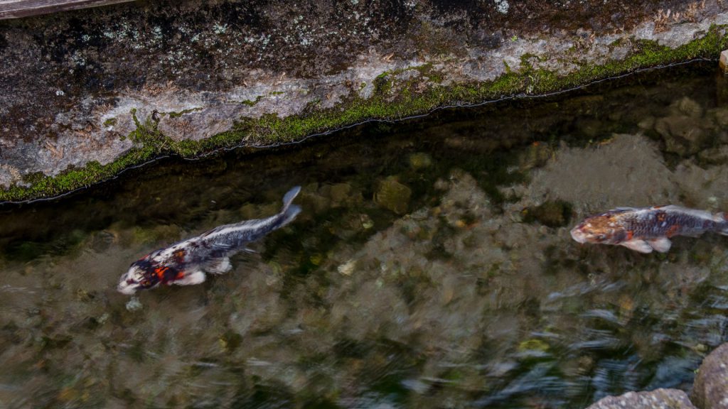 Koi-Fische ima Kanal in Shimabara Japan