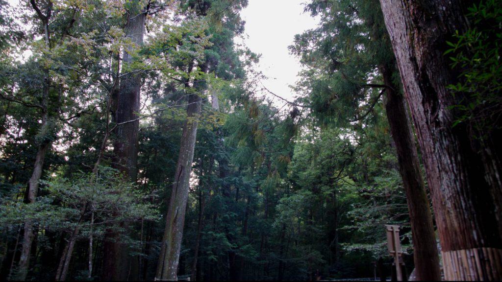 Wald in Ise Japan