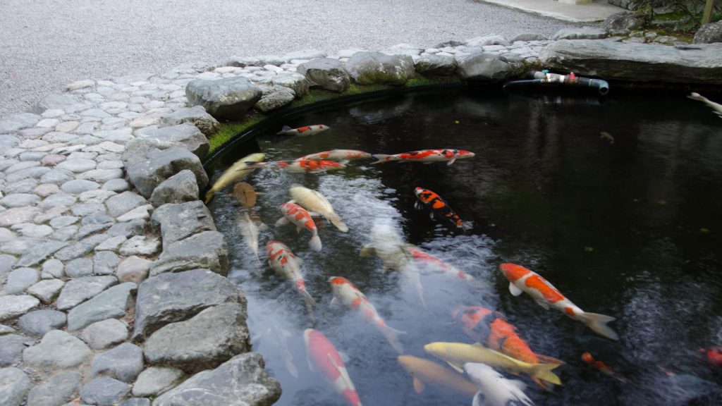 Koi in Japan